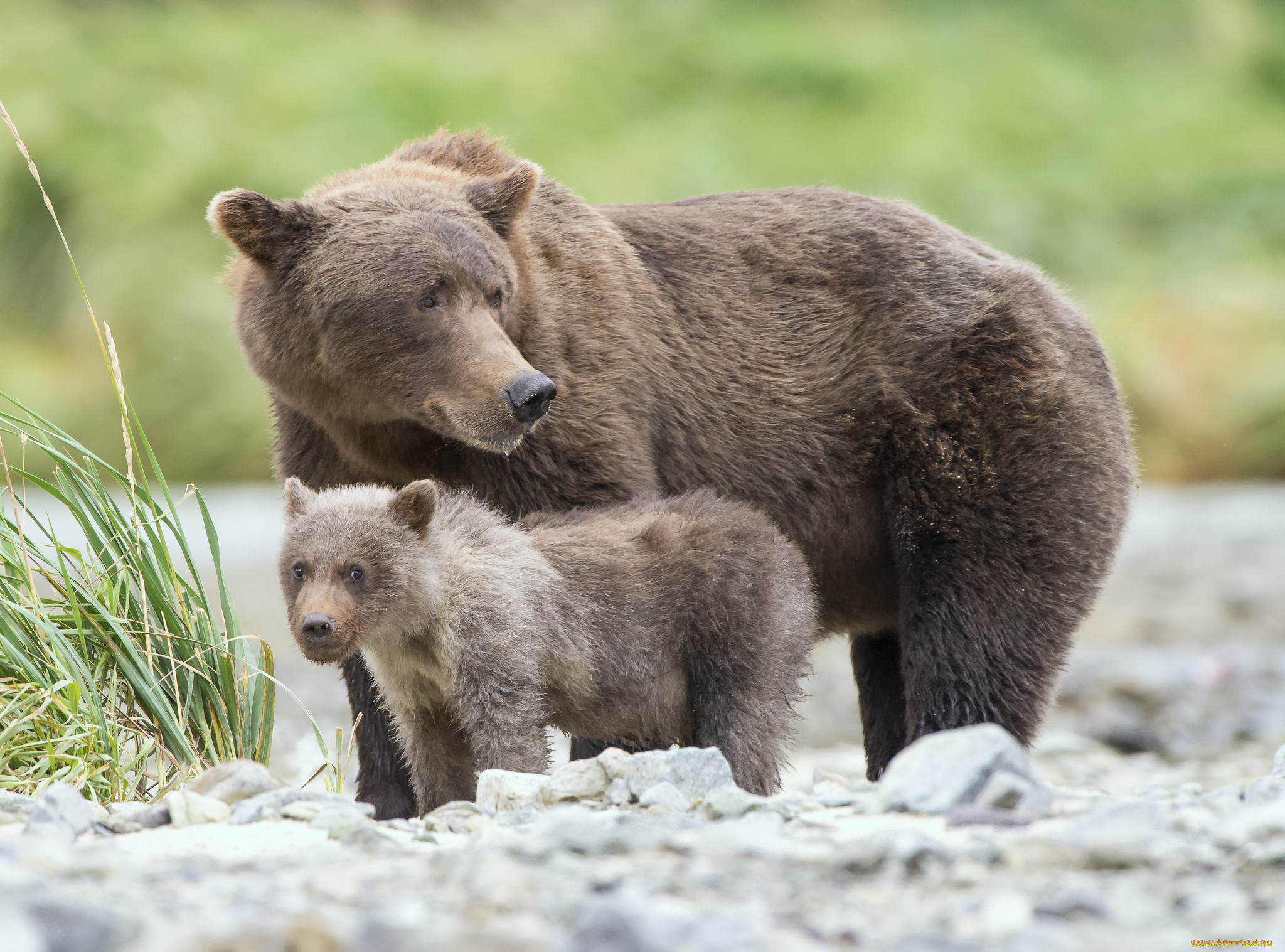 Bear 2 go. Медведь Пестун. Медвежонок Пестун. Сайлюгемский бурый медведь. Бурая Медведица с медвежатами.